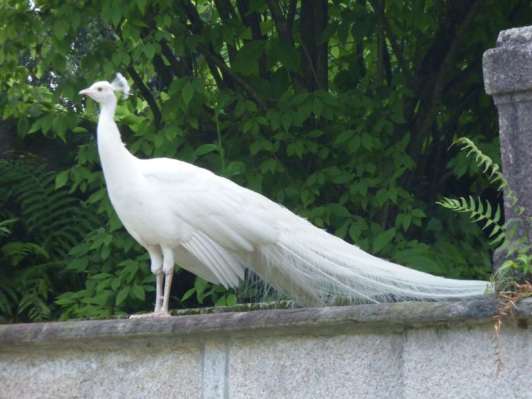 The Ghostly Grace of the White Peacock