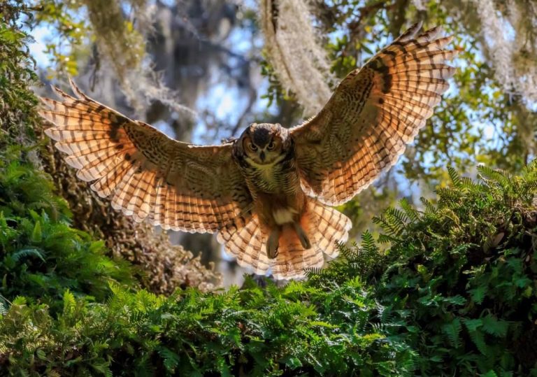The Silent Sentinel of the Night: The Great Horned Owl