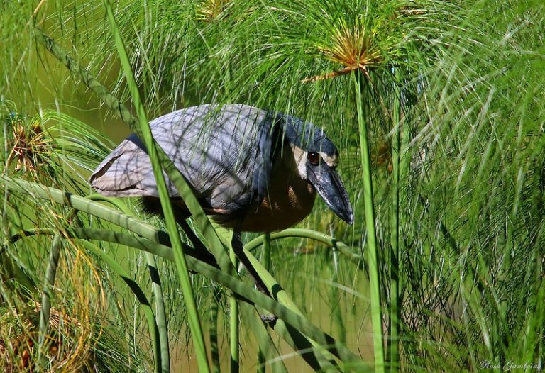 Boat-billed Heron — The Bird With a Hairdo From Another World