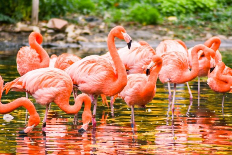 7 Birds With Long Necks