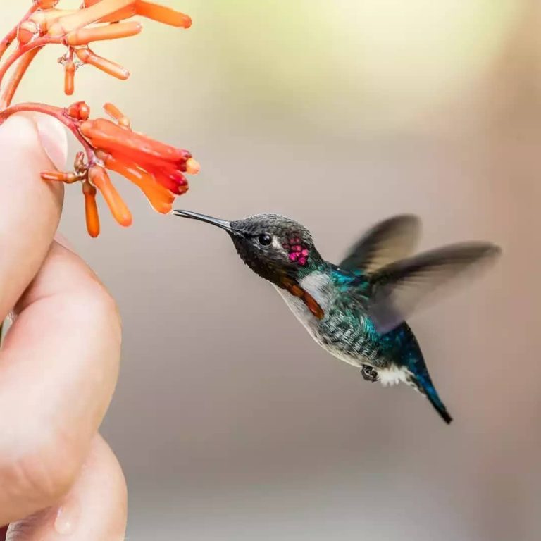 A Winged Jewel No Bigger Than a Bee: The Bee Hummingbird