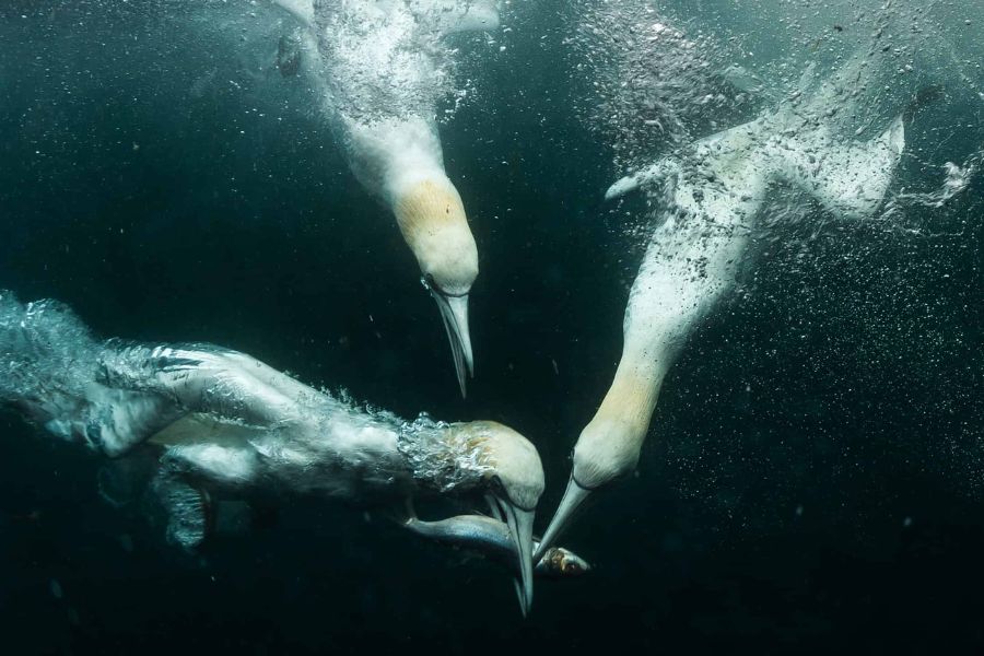 Birds That Can Swim Underwater