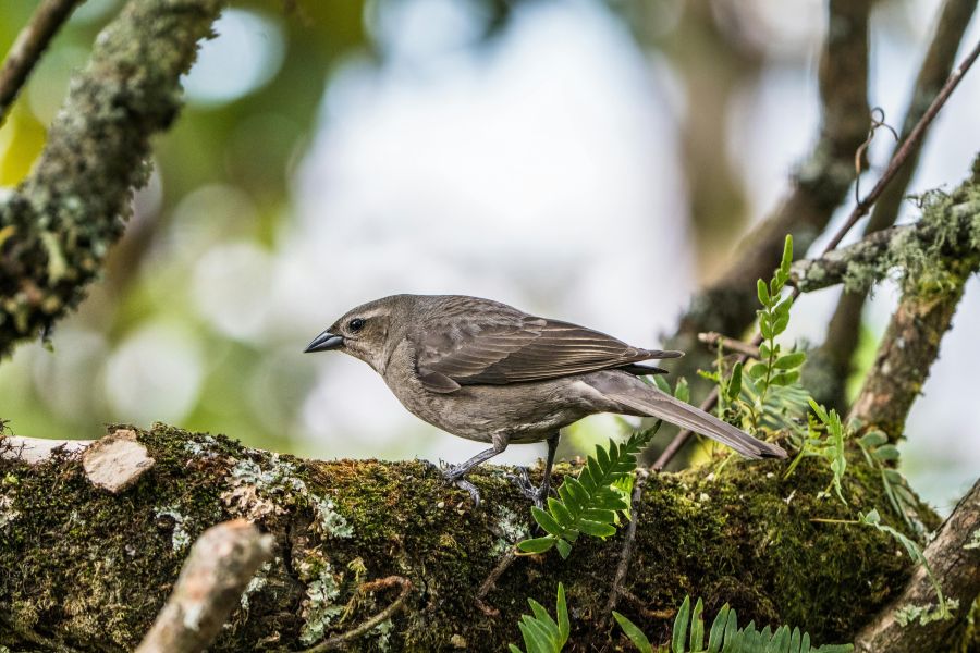 Birds That Lay Eggs in Other Birds' Nests