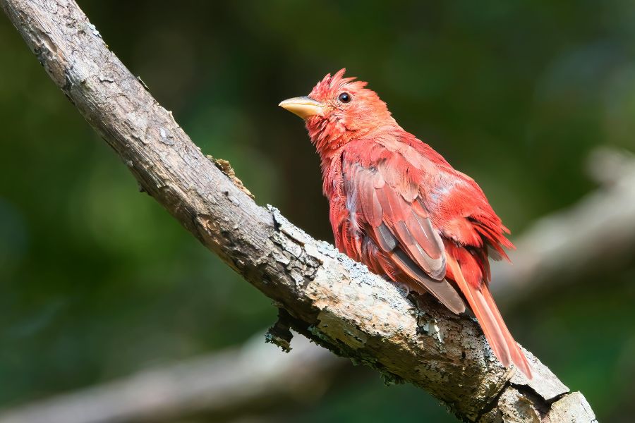 Birds That Look Like Cardinals