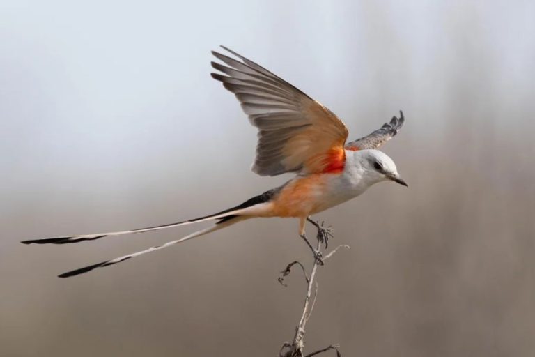 Birds With Incredibly Long Tails