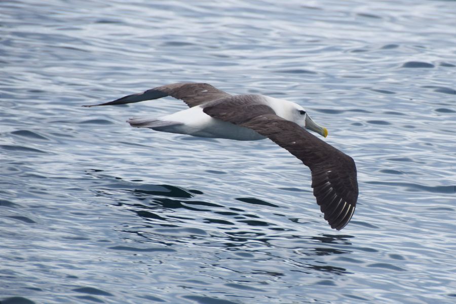 Flying Birds in the World