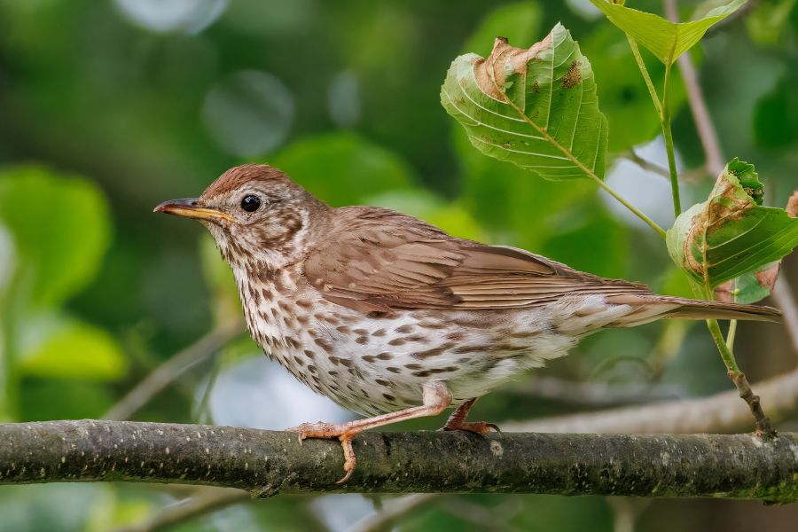 Greatest Songbirds Found in America