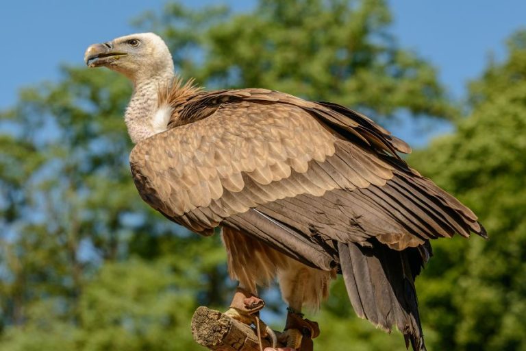 Highest Flying Birds