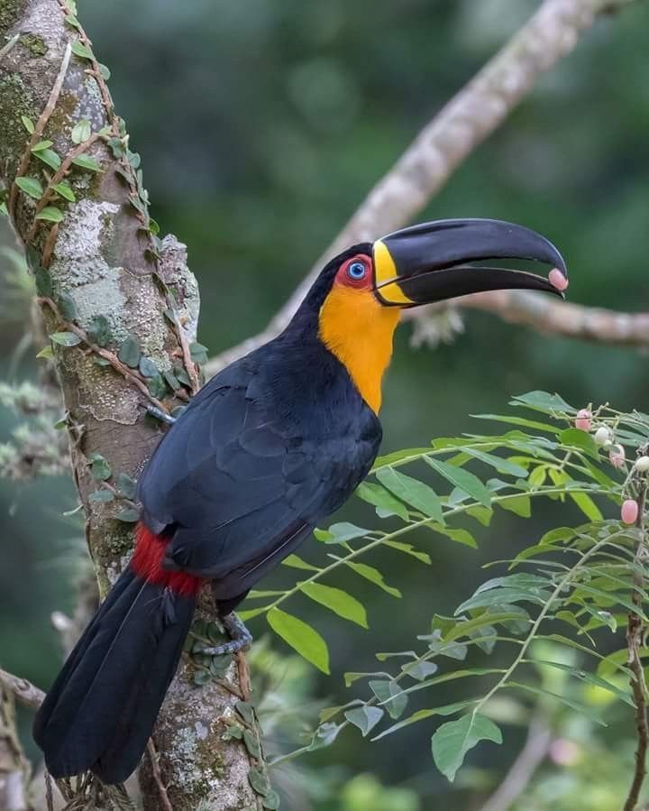 The Rainbow Beak of the Rainforest: The Keel-billed Toucan