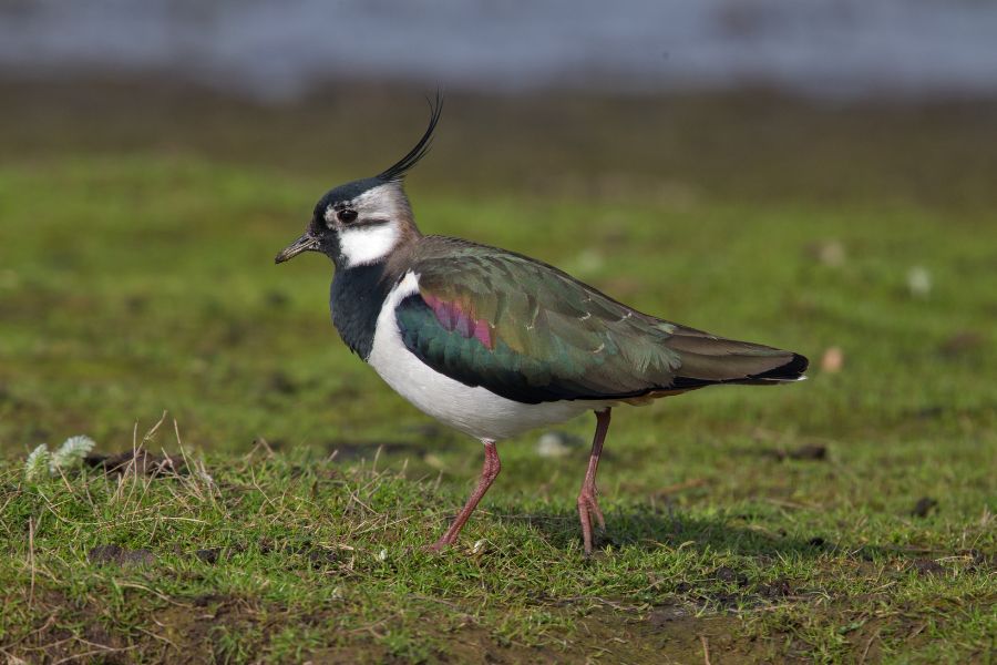 Northern Lapwing