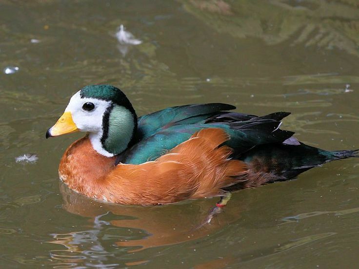 Ruddy Shelduck — A Fiery Symbol of Fidelity in India