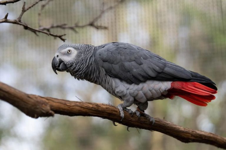 Smartest Birds in the World