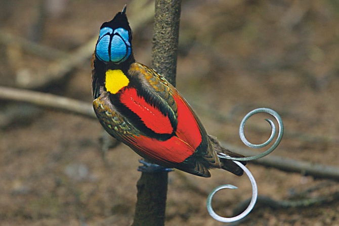 The Flame in the Forest: The Golden Pheasant