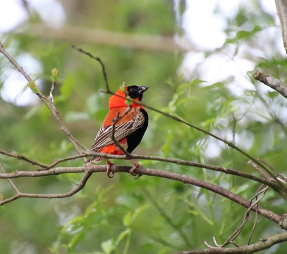The Firebird of the Reeds — The Southern Red Bishop