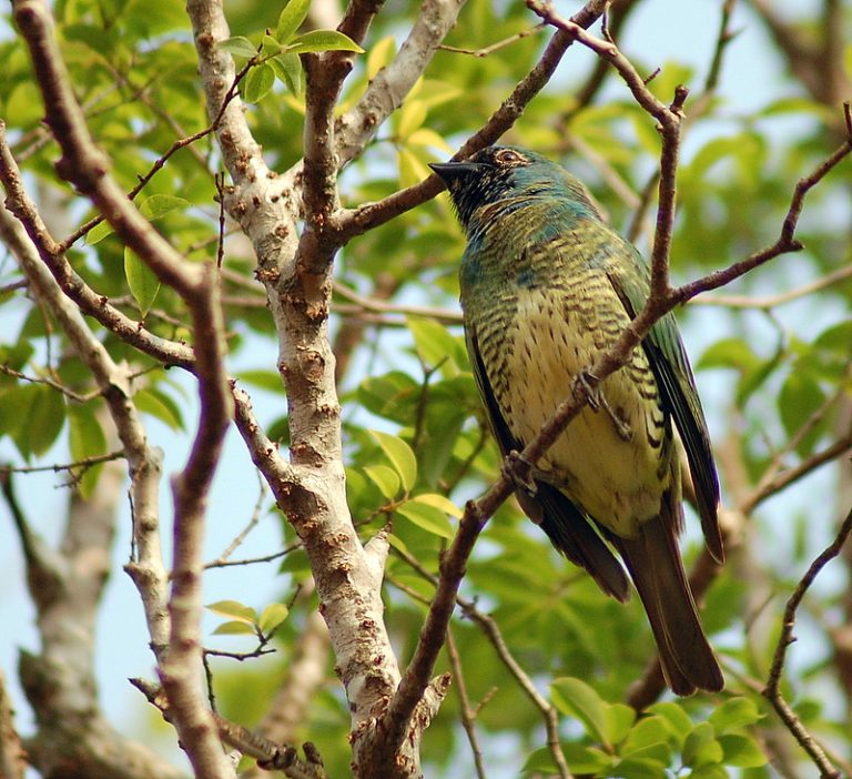 A Jewel in Flight — The Swallow Tanager
