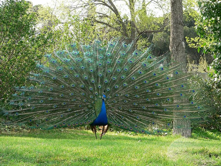 The Living Rainbow: A Portrait of the Indian Peacock