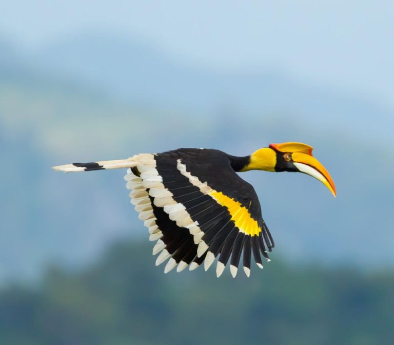 The Crowned Giant of the Canopy: The Great Hornbill