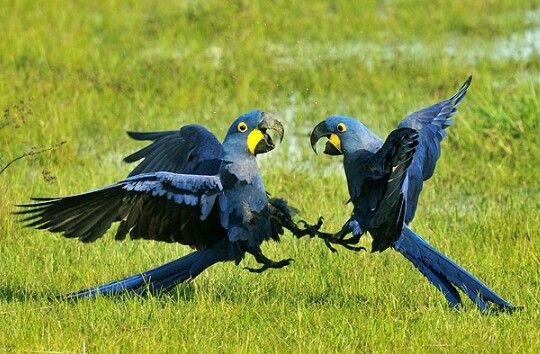 The Sapphire Giant of the Sky: The Hyacinth Macaw