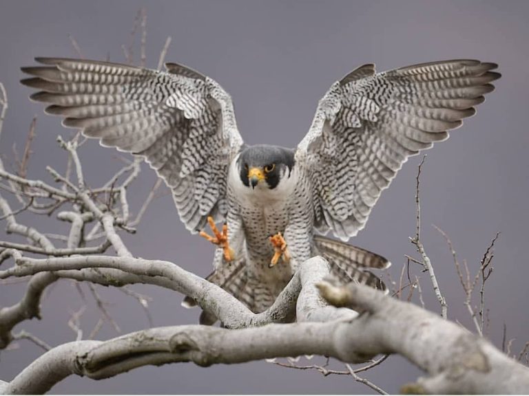The Sky’s Swiftest Hunter: The Peregrine Falcon