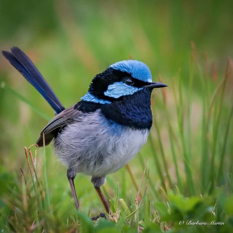 A Spark of Sapphire: The Superb Fairywren
