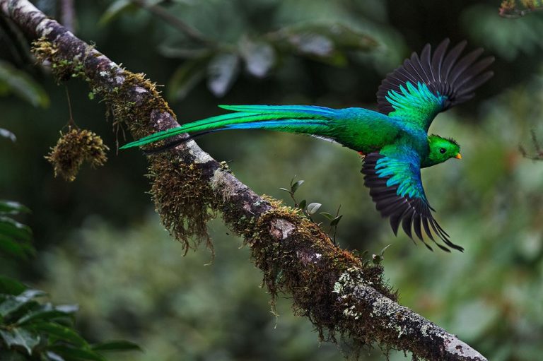 The Emerald Spirit of the Cloud Forest: The Resplendent Quetzal