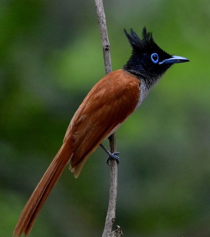 Ribbons of Light: The Asian Paradise Flycatcher