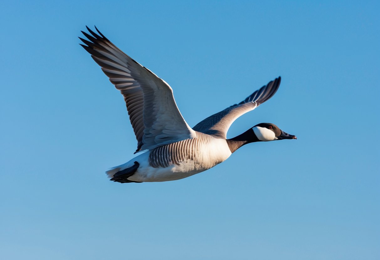 A bar-headed goose flying with wings fully extended against a clear blue sky.