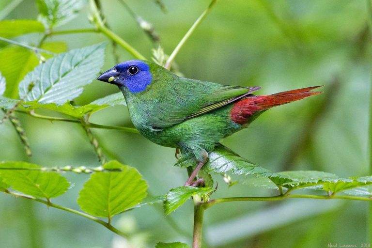 Pin-tailed Parrotfinch, The Bamboo’s Hidden Jewel