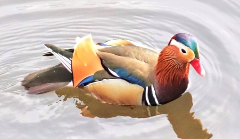 Jewels on the Water: The Mandarin Duck